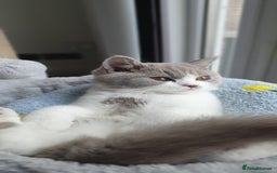 British Shorthair cats for sale:  Two Adorable Male Kittens 😸 ✨ - Image 11