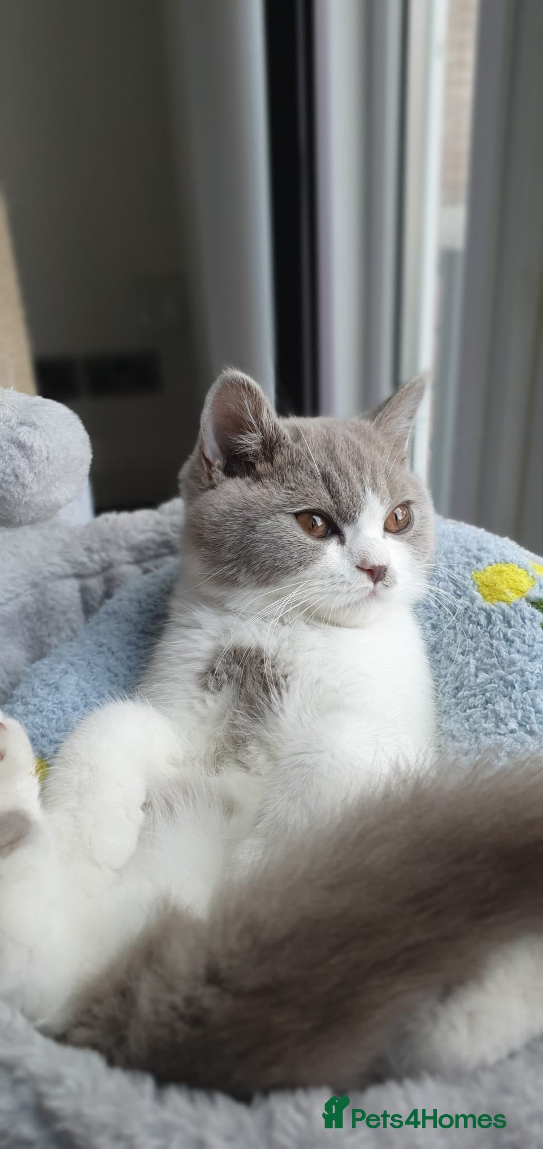 British Shorthair cats for sale:  Two Adorable Male Kittens 😸 ✨ - Image 11