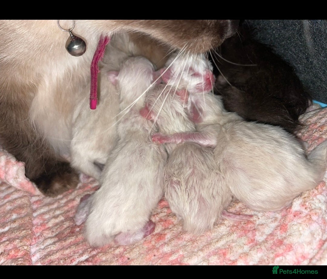 Ragdoll cats for sale: Ragdoll Bluepoint/sealpoint - Advert 1