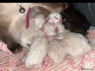 Ragdoll cats Ragdoll Bluepoint/sealpoint - Advert 1