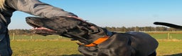 Great Dane dogs for stud: RKC Black Great Dane stud - Advert 2