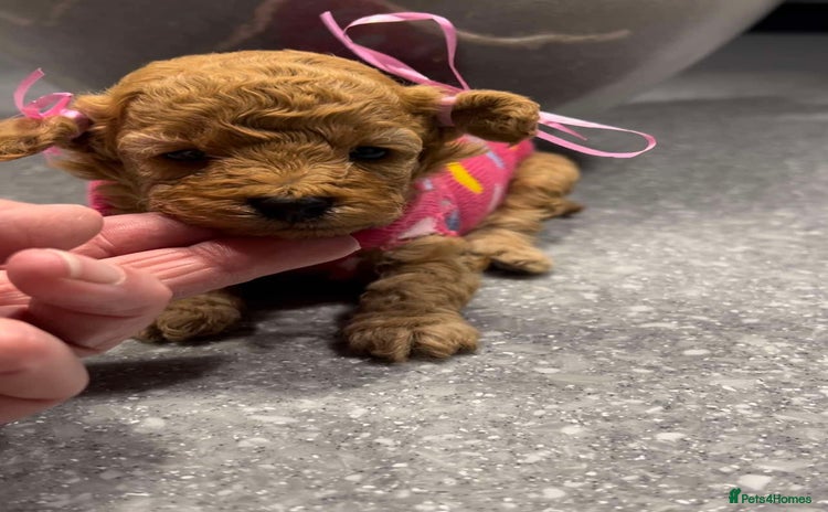 Toy Poodle dogs  **  toy poodles  - Advert 3