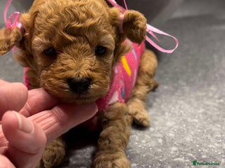 Toy Poodle dogs ** toy poodles - Advert 12