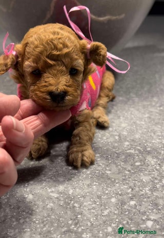 Toy Poodle dogs ** toy poodles - Advert 3