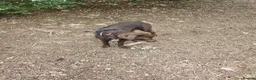 Labrador Retriever dogs for sale: Chocolate Labrador for rehoming - Advert 3