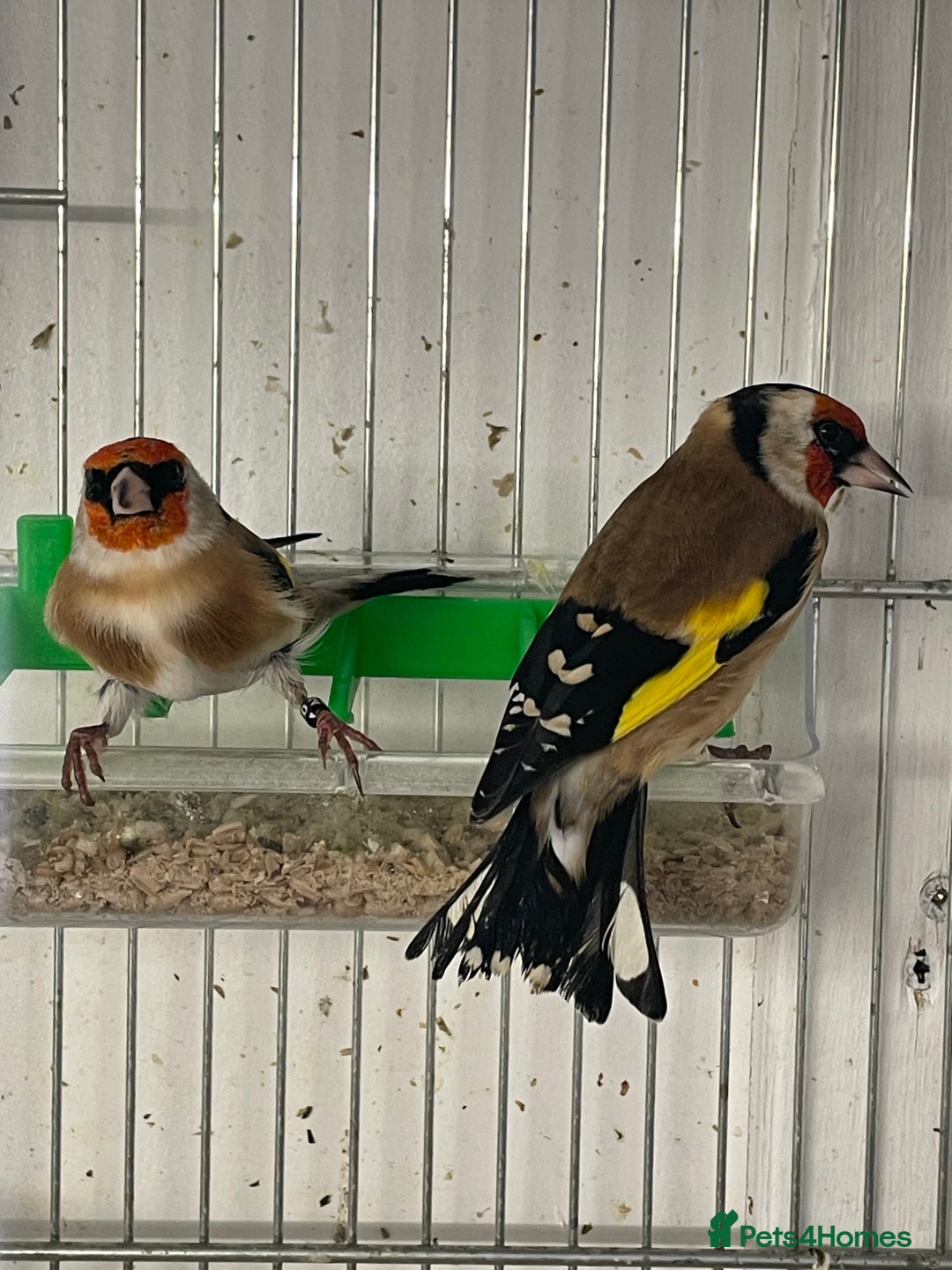 Finches birds for sale: Goldfinch  - Advert 16