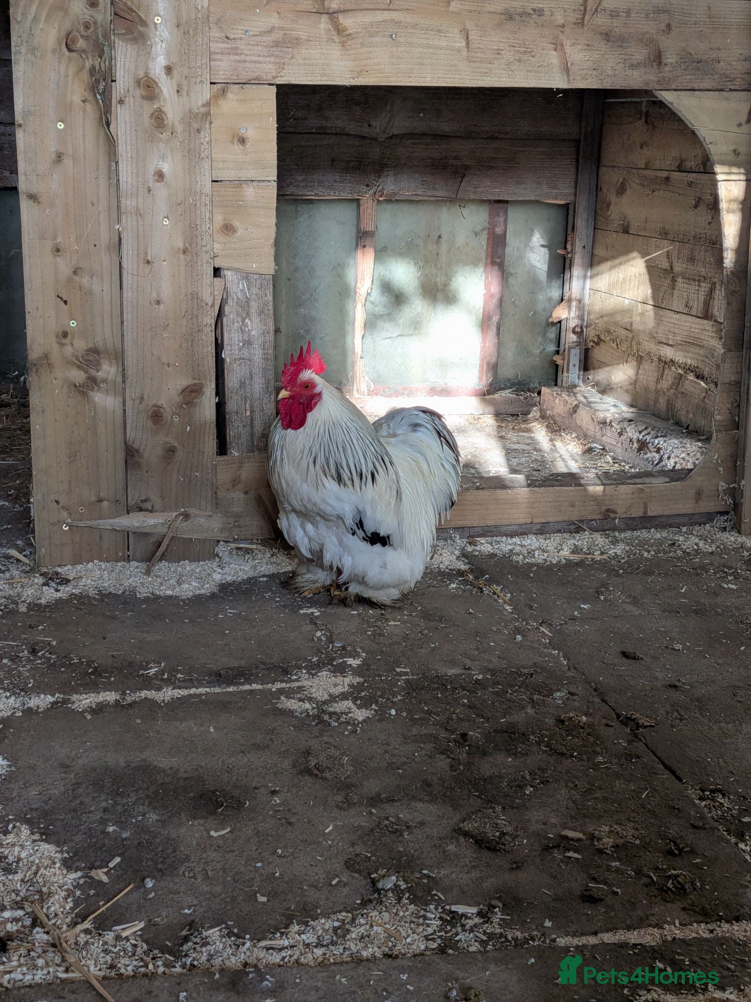 Chickens poultry Pekin bantam cockerel  - Advert 1
