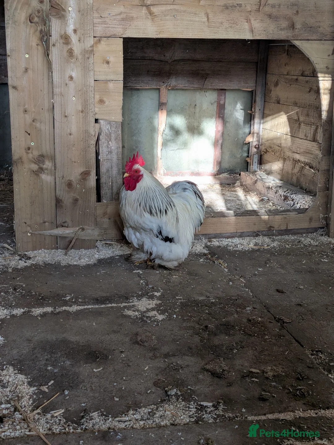 Chickens poultry for sale: Pekin bantam cockerel  in Sleaford - Advert 1