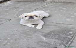 Pekingese dogs for sale: Pekingese female  - Image 2