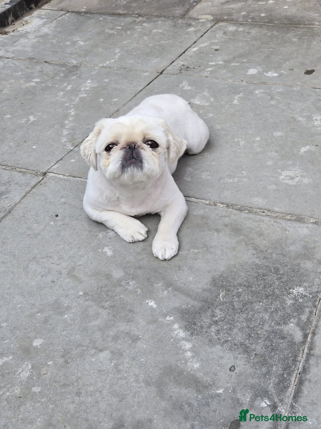 Pekingese dogs for sale: Pekingese female  - Image 2