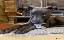 Whippet dogs for stud: BLUE PEDIGREE KC REGISTERED WHIPPET AT STUD in Salisbury - Image 5