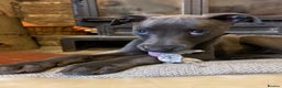 Whippet dogs for stud: BLUE PEDIGREE KC REGISTERED WHIPPET AT STUD in Salisbury - Advert 5