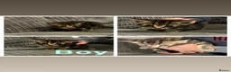 Mixed Breed cats for sale: 7 Beautiful Tabby Kittens For Sale in Brierley Hill - Advert 12