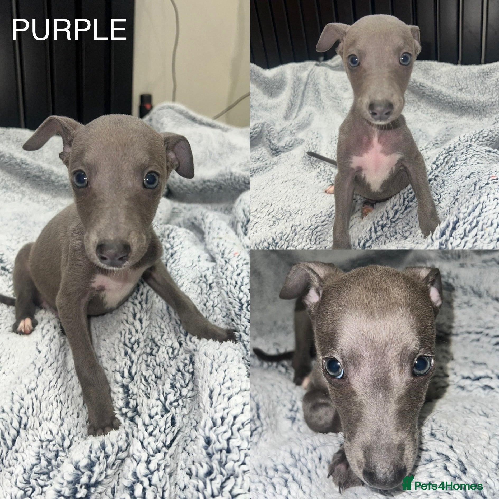Whippet dogs STUNNING BLUE KC WHIPPETS - Advert 4