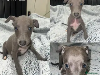 Whippet dogs STUNNING BLUE KC WHIPPETS - Advert 4