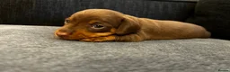 Miniature Dachshund dogs for sale: Beautiful miniature dachshund puppies 💙🩷 - Advert 4