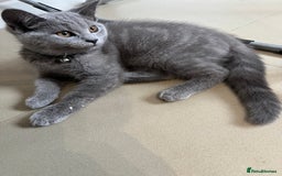 British Shorthair cats for sale: British short hair kitten - Image 3
