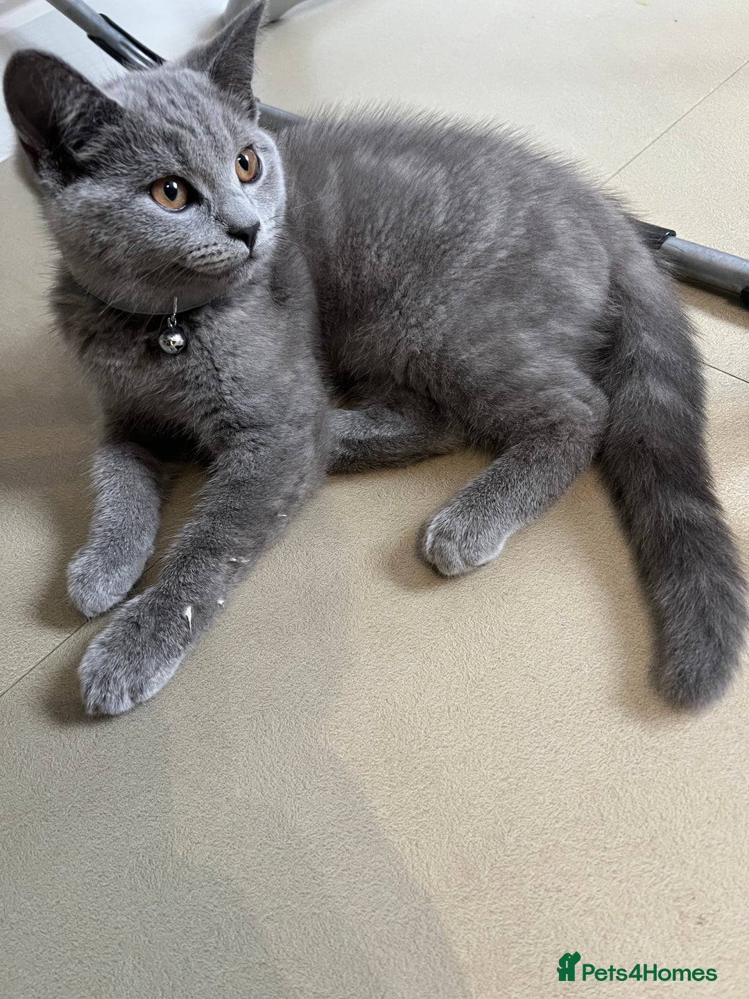 British Shorthair cats for sale: British short hair kitten - Image 3