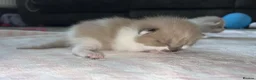 Ragdoll cats for sale: female Ragdoll, ready to go June 26th June - Advert 24