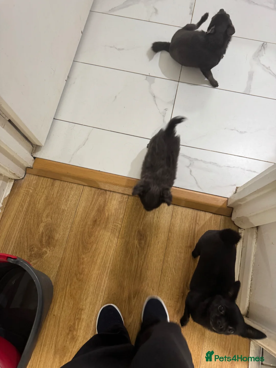 Chihuahua dogs for sale: chihuahua in London - Advert 2