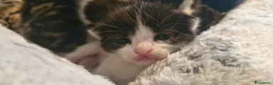 Mixed Breed Kitten 2
