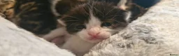 Mixed Breed cats for sale: 7 beauiful kittens looking for a forever home - Advert 8