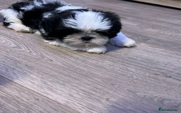 Shih Tzu dogs for sale: 4 adorable Shih Tzu for sale, 3 girls and 1 boy - Image 11