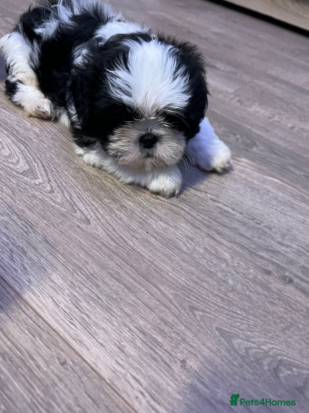 Shih Tzu dogs for sale: 4 adorable Shih Tzu for sale, 3 girls and 1 boy - Image 11