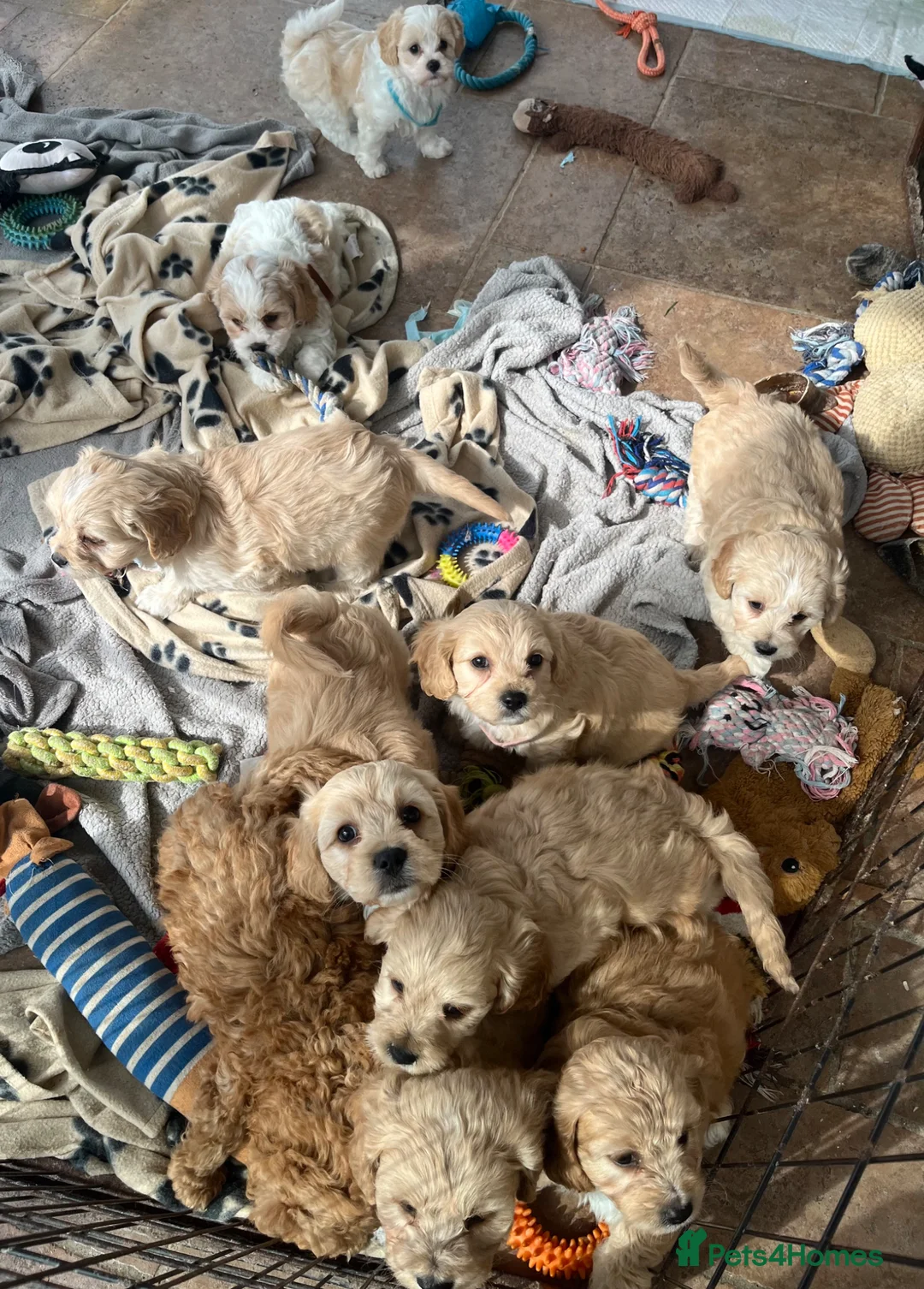 Cavachon dogs for sale: Cavachon puppies  - Advert 2