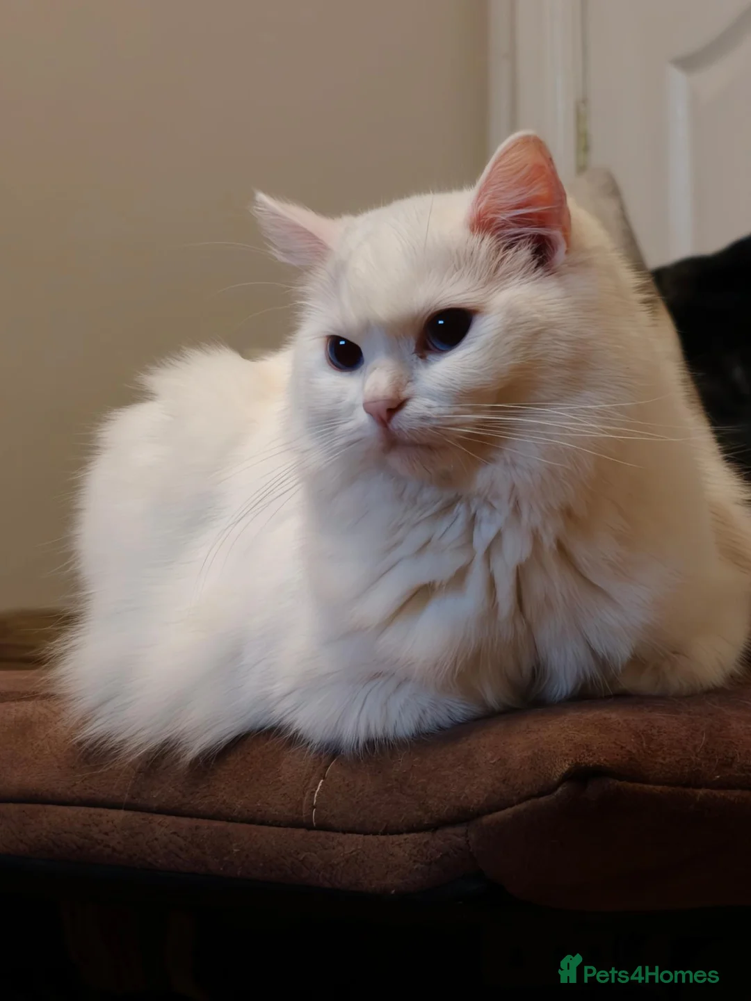 Ragdoll cats for sale: Most amazing ragdoll kitten - Advert 1