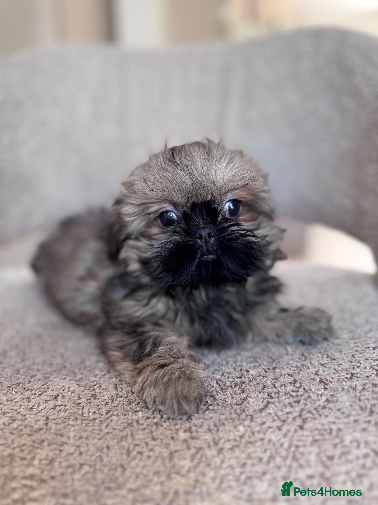 Shih Tzu dogs Shihtzu girl pup - Advert 7