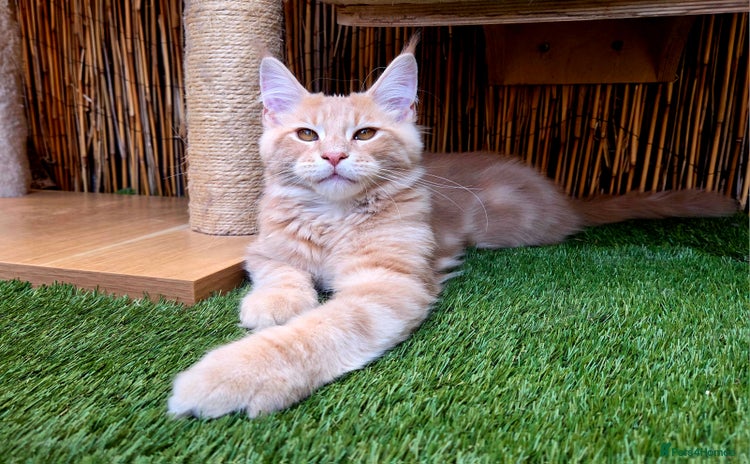 Maine Coon cats - Advert 15