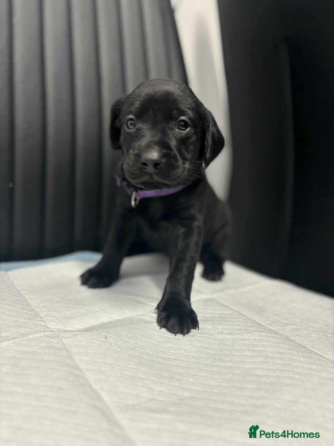 Labrador Retriever dogs for sale: Adorable KC registered fox red and black labs  - Image 13