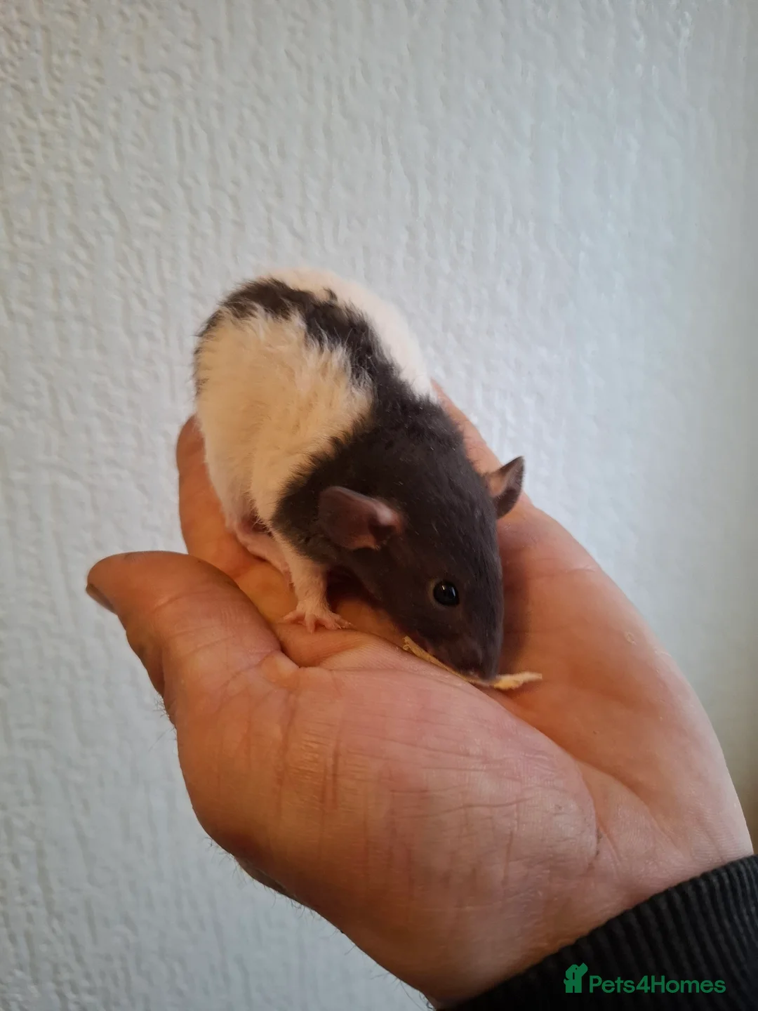 Rat rodents for sale: BABY RATS READY NOW - Advert 8