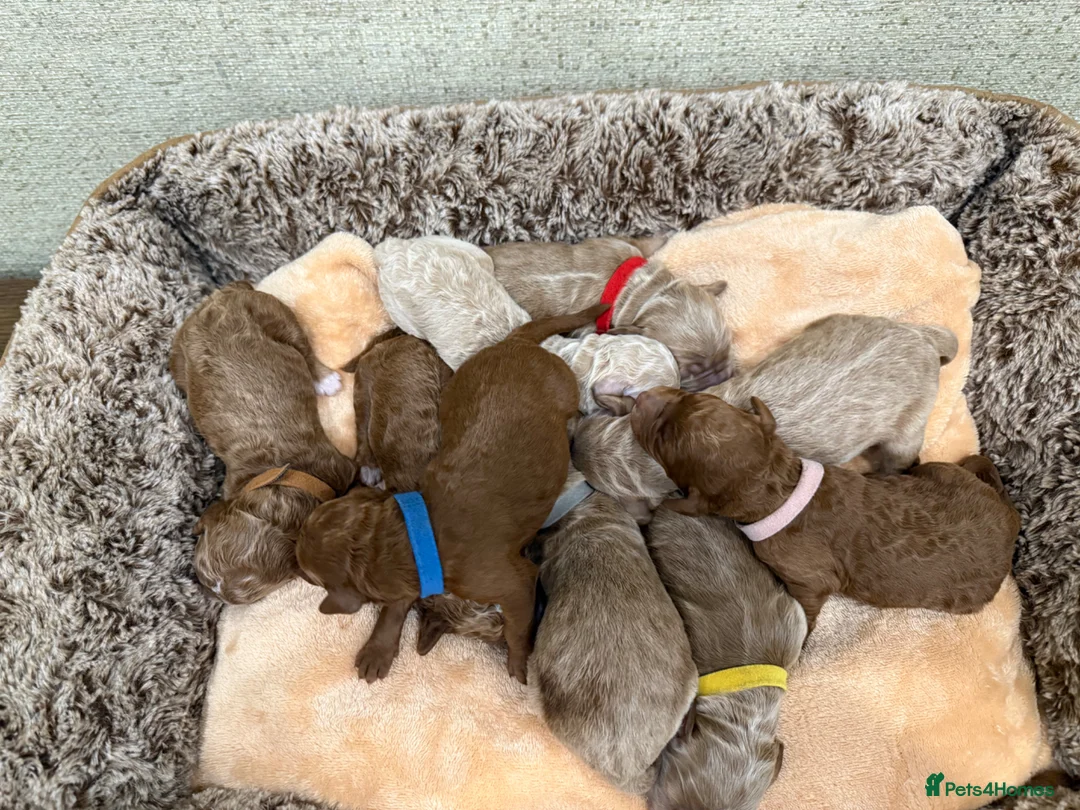 Double Doodle dogs for sale: Sunning littler of Doubledoodle puppies in Grimsby - Advert 1