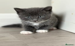 Mixed Breed cats for sale: Stunning mixed breed kittens  - Image 2
