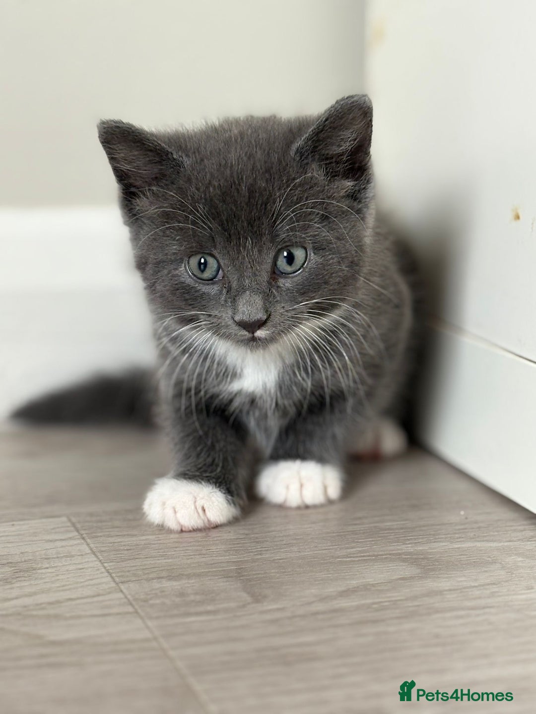 Mixed Breed cats for sale: Stunning mixed breed kittens  - Image 2