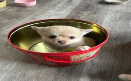 Chihuahua dogs for sale: READY NOW chihuahua x Pom puppies  - Image 29