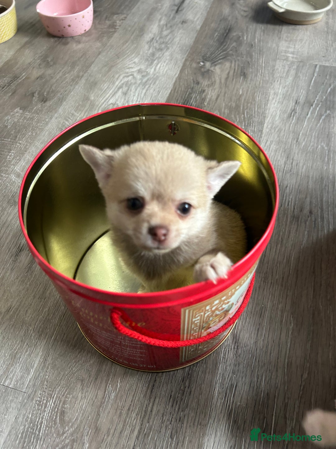 Chihuahua dogs for sale: READY NOW chihuahua x Pom puppies  - Image 29