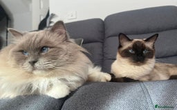 Ragdoll cats for sale: 6 month old blue point ragdoll female  - Image 4