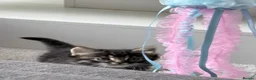Mixed Breed cats for sale: Mixed breed kittens  - Advert 12
