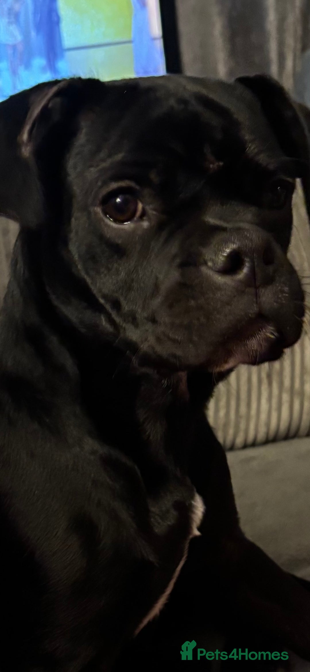 Frug dogs for sale: French bull dog cross pug  - Image 2