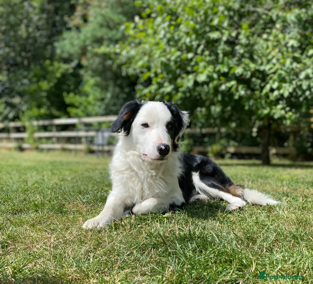 Border Collie dogs for stud: Tri coloured border collie for stud in Stafford - Advert 3