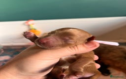 Australian Labradoodle dogs for sale: Healthy tested true Australian Labradoodle pups - Image 18