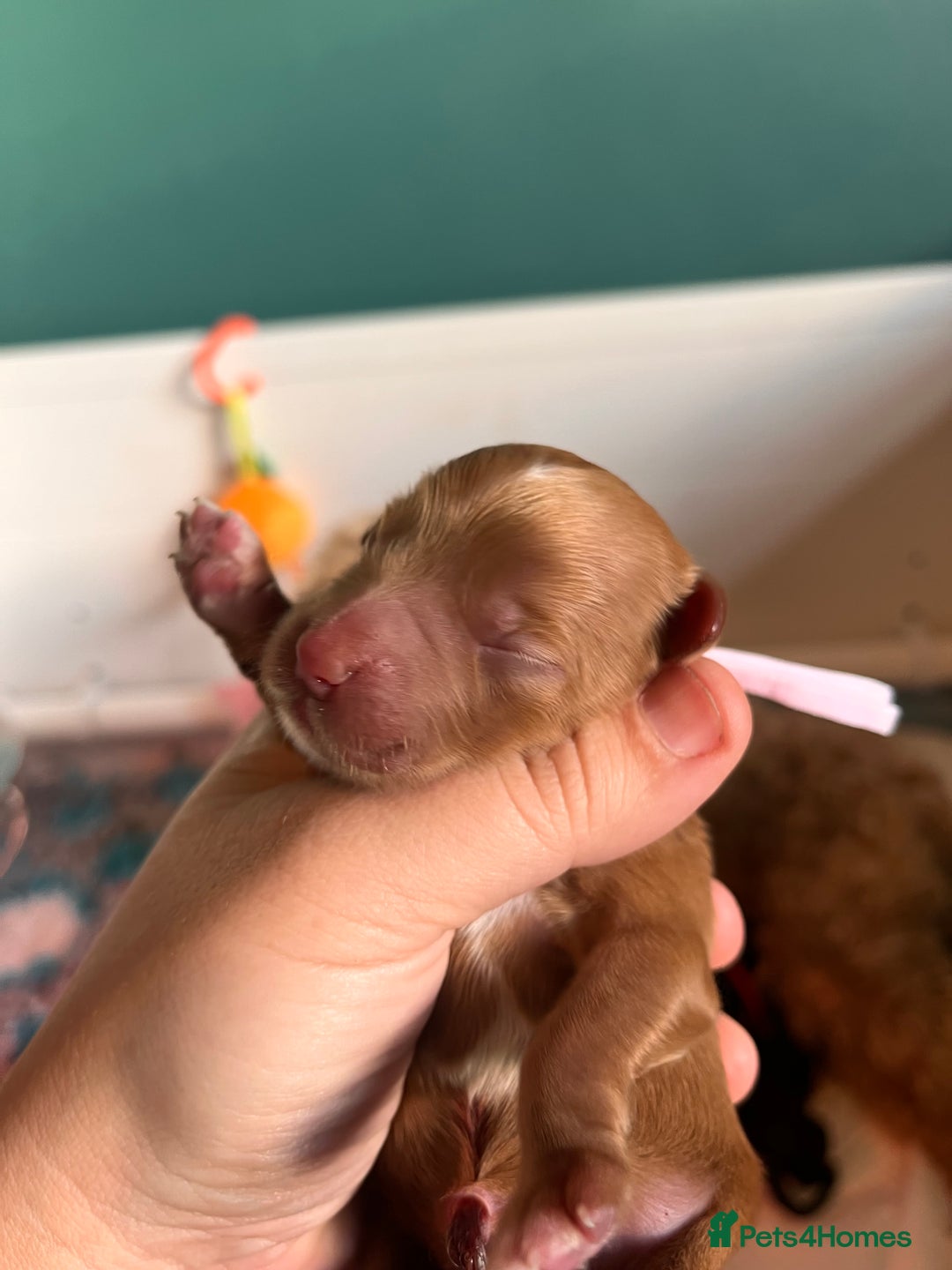 Australian Labradoodle dogs for sale: Healthy tested true Australian Labradoodle pups - Image 18