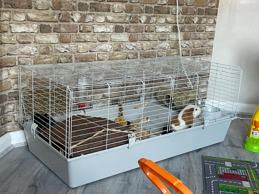 Guinea Pig rodents for sale: Guinea Pigs looking for there forever home - Advert 2