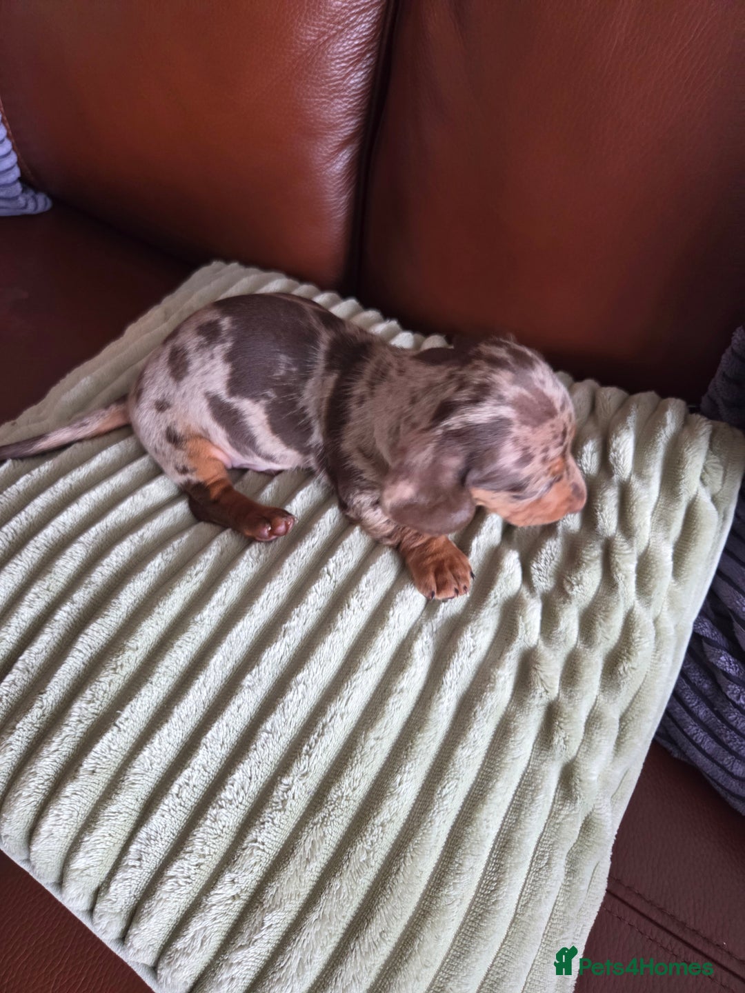 Dachshund dogs for sale: Beautiful pups born to our much loved girl Ruby  - Image 4