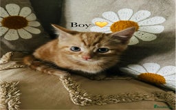 Mixed Breed cats for sale: Fluffy kittens ready on 14th Oct ❤️🧡💛💚💜 - Image 8