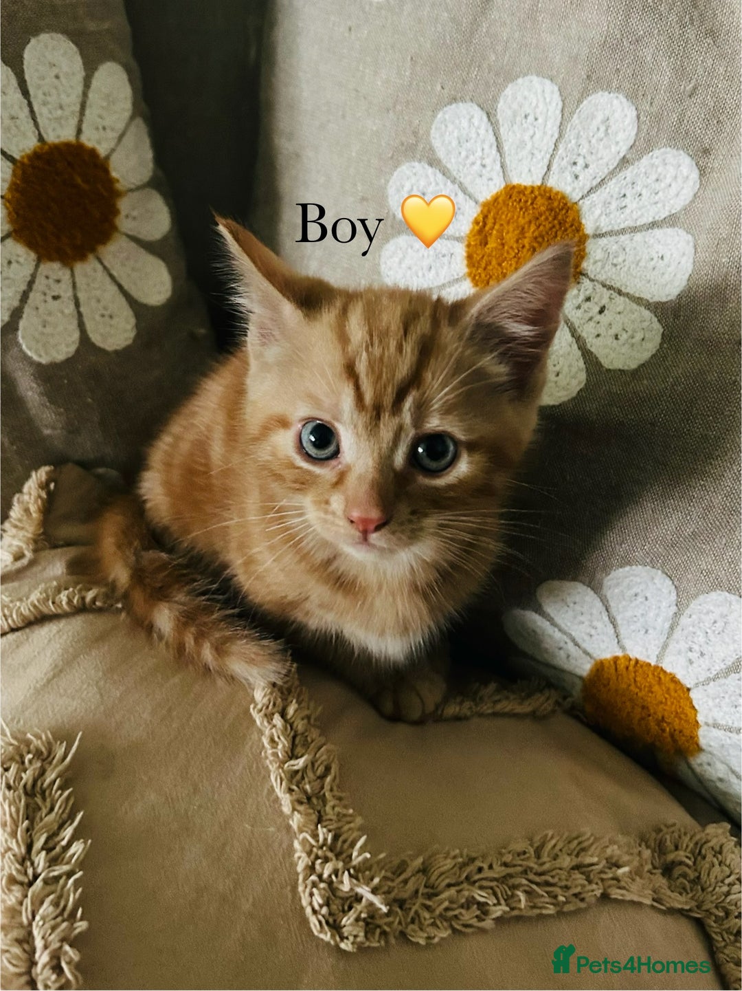 Mixed Breed cats for sale: Fluffy kittens ready on 14th Oct ❤️🧡💛💚💜 - Image 8