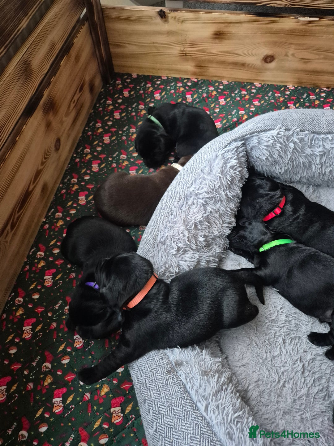 Labrador Retriever dogs for sale: Beautiful Puppies Looking for Loving Homes - Advert 10